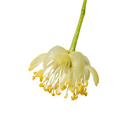 Image showing Linden flower