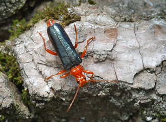 Image showing Longicorn beetle on the bark of a tree