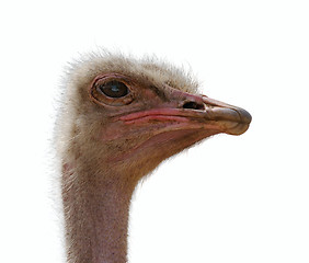 Image showing Head ostrich, isolated