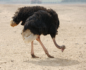 Image showing Ostrich 