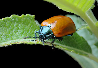 Image showing Poplar leaf beetle (Chrysomela populi)