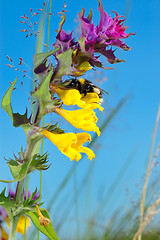 Image showing Flower Melampyrum (Melampyrum nemorosum)