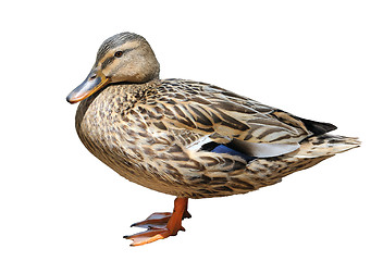 Image showing Duck at the zoo, isolated