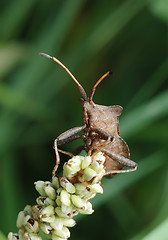 Image showing Dock bug (Coreus marginatus) on a flower