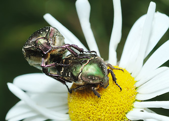 Image showing Mating rose chafer (Cetonia aurata)