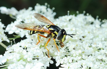 Image showing Striped fly (Syrfidae) on a flower.