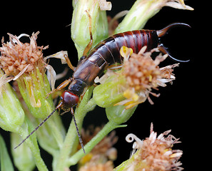 Image showing Earwig 