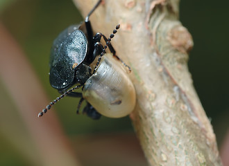 Image showing Carrion beetle about an empty shell.