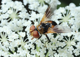Image showing Fly Tachina on a flower