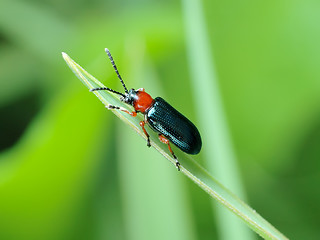 Image showing Cereal leaf beetle (Oulema melanopus)