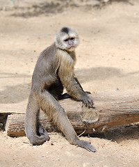 Image showing Monkey