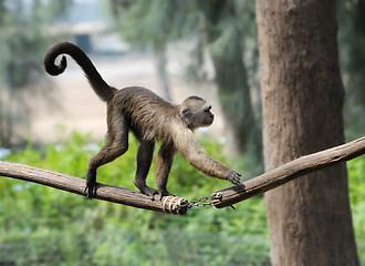 Image showing Monkey