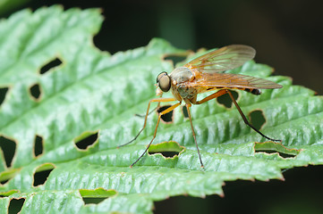 Image showing Predatory Snipe-fly (Rhagio scolopaceus)