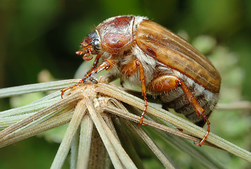 Image showing June Beetle (Amphimallon solstitiale) on the plant