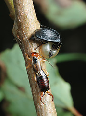 Image showing Carrion beetle and earwig about an empty shell.