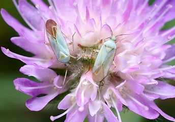 Image showing Two white bug on a flower.