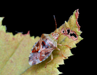 Image showing Bug on a leaf