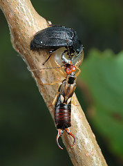 Image showing Carrion beetle and earwig about an empty shell.