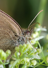 Image showing Butterfly Meadow Brown on the flower