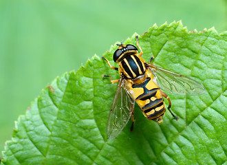 Image showing Striped fly (Syrfidae) on a leaf.