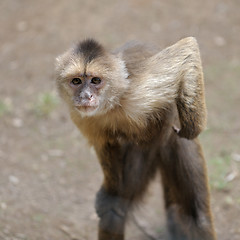 Image showing Monkey 