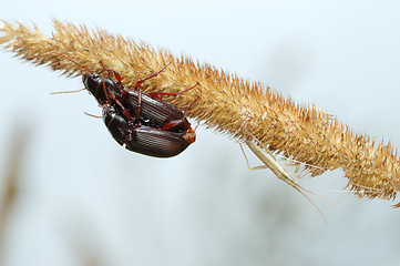 Image showing Two ground beetles and the bug.