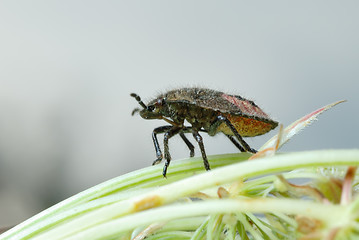 Image showing Bug on a flower