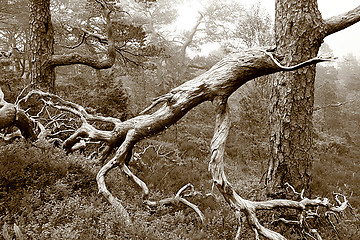 Image showing Ancient pine forest