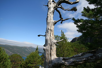 Image showing Ancient pine