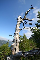 Image showing Old pine tree