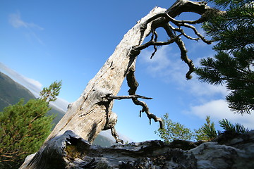 Image showing Ancient pine forest