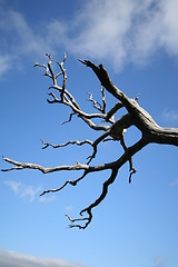 Image showing Dead pine tree