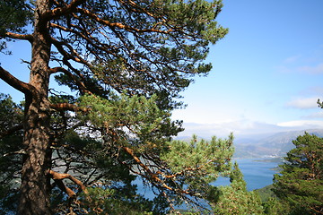 Image showing Pine forest