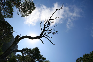 Image showing Old pine forest