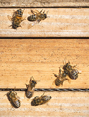 Image showing bees