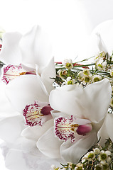 Image showing Orchid