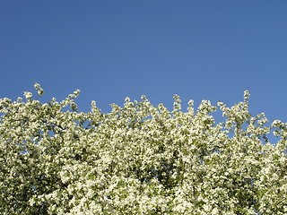 Image showing blooming