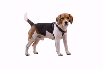 Image showing adorable beagle