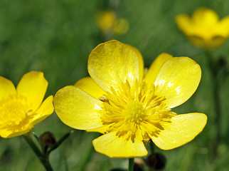 Image showing Ranunculus repens