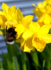 Image showing Bumblebee on narcissus