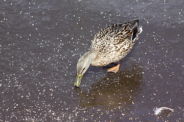 Image showing Female mallard duck.