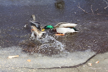 Image showing Fighting ducks