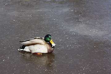 Image showing Male mallard