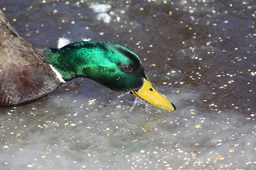 Image showing Male mallard