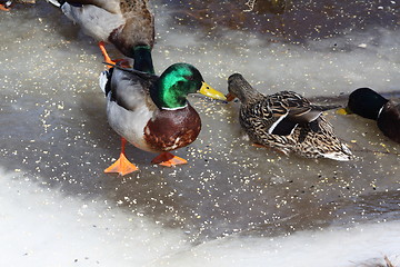 Image showing Male mallard