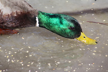 Image showing Male mallard