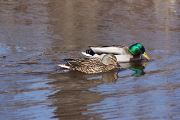 Image showing Male mallard