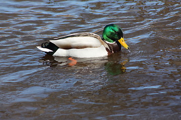 Image showing Male mallard