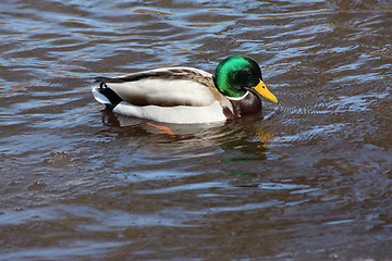 Image showing Male mallard