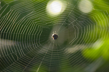 Image showing spider web symmetry